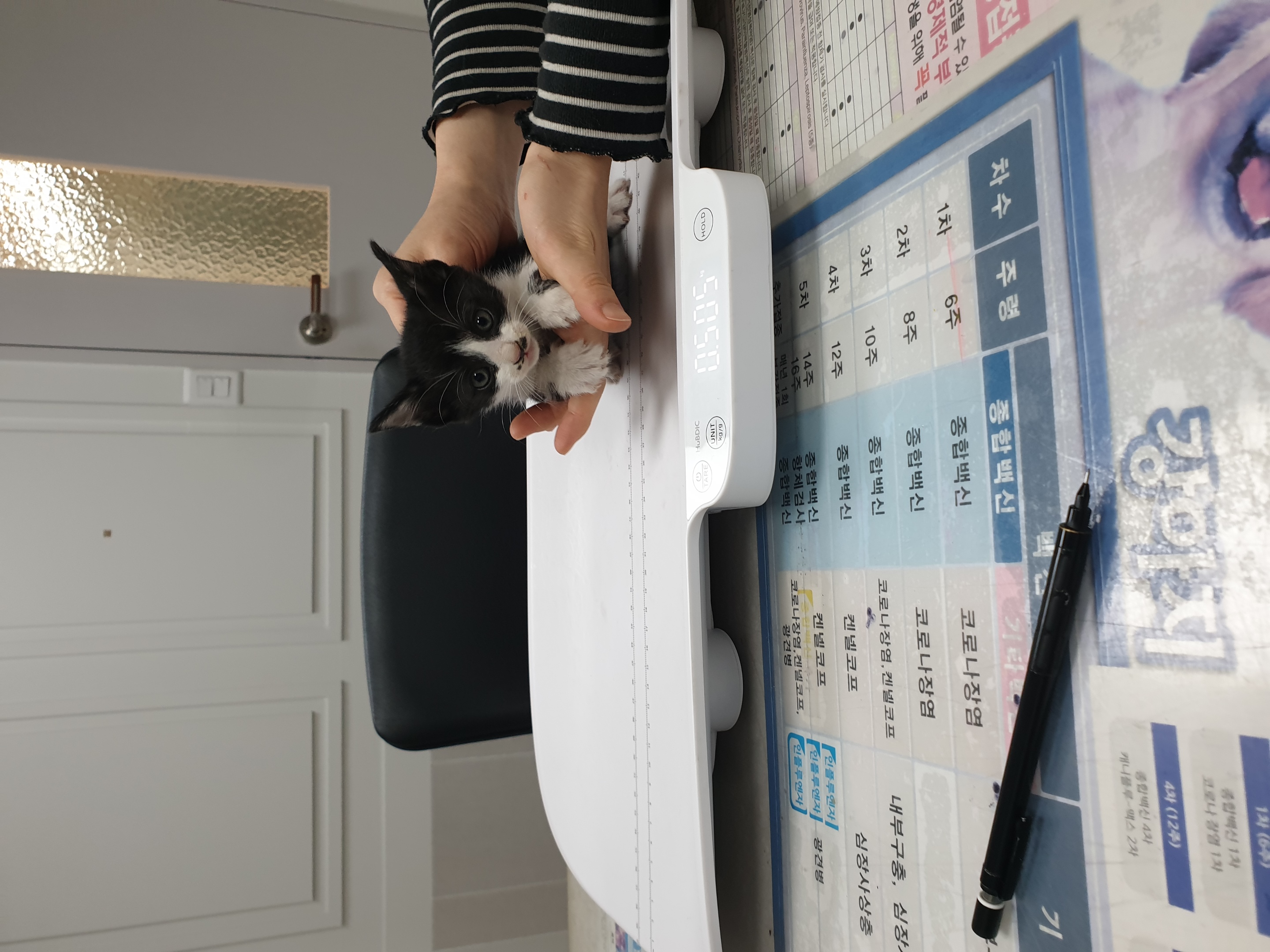 한국 고양이 이미지 파일 입니다.